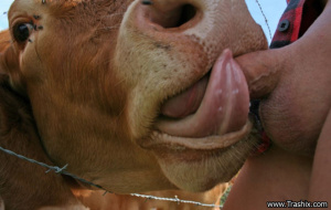 Bull fucking cow 960X611 jpeg