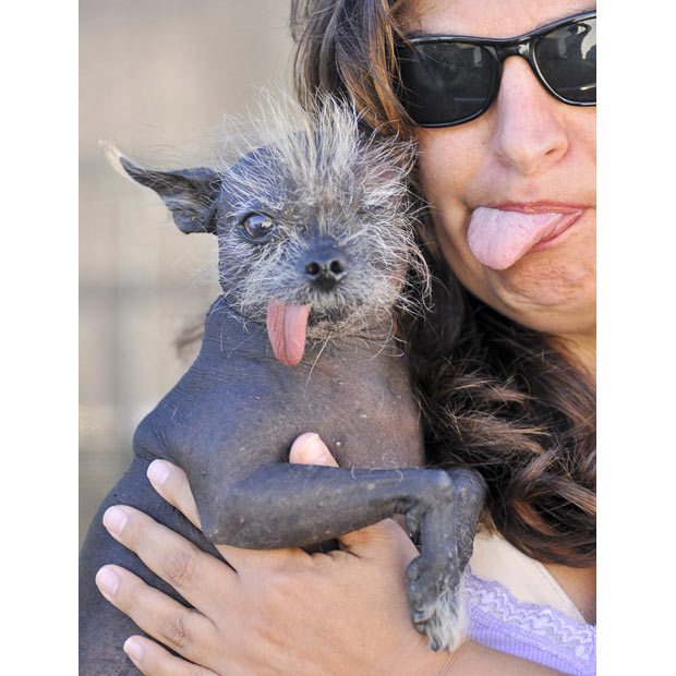 World s ugliest dog full size