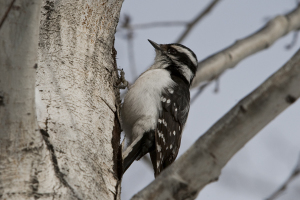 Female hairy woodpecker 600X400 jpeg