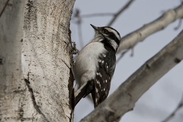 Female hairy woodpecker full size