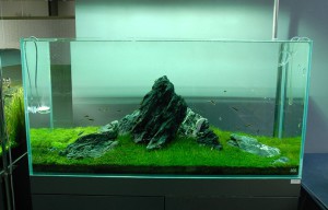 Hardscape aquarium design 692X444 jpeg