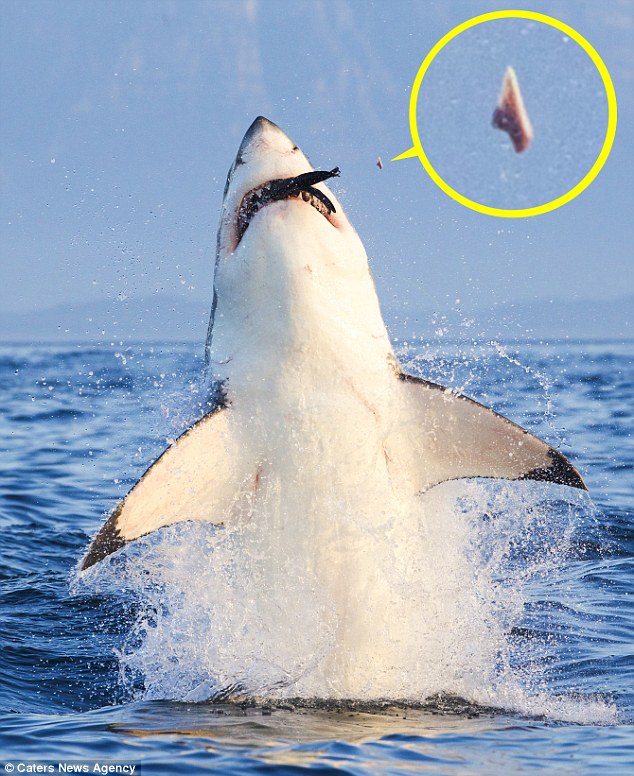Great white shark attacks seal full size
