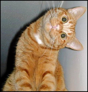 Thank you cat meme 618X650 jpeg