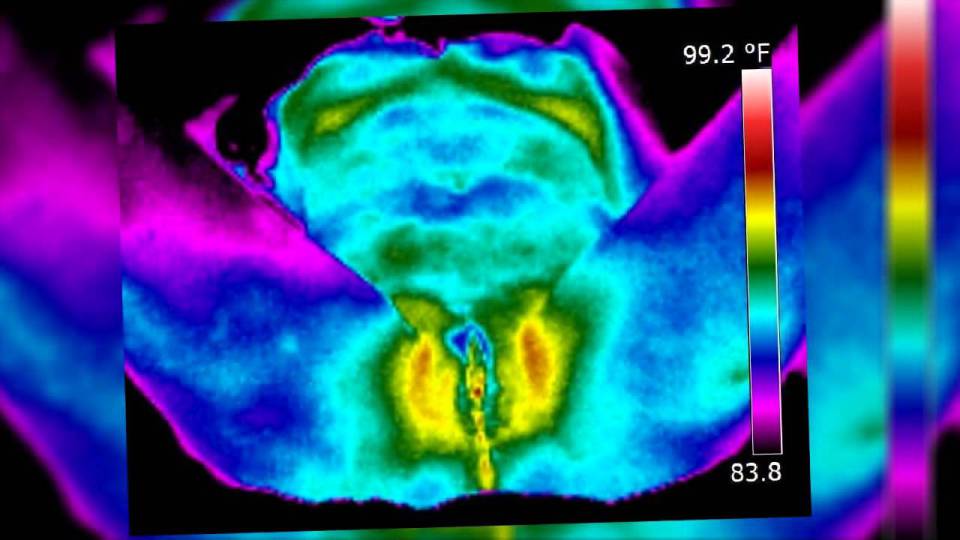 Thermal imaging camera full size
