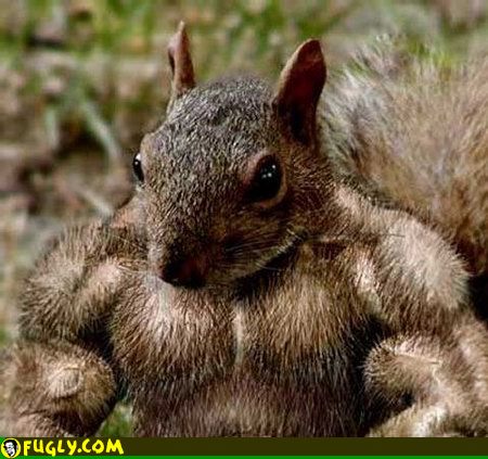 Squirrel on steroids full size