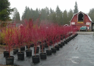 Red coral bark japanese maple tree 960X683 jpeg