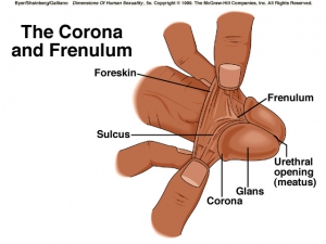 Frenulum penis 640X480 jpeg