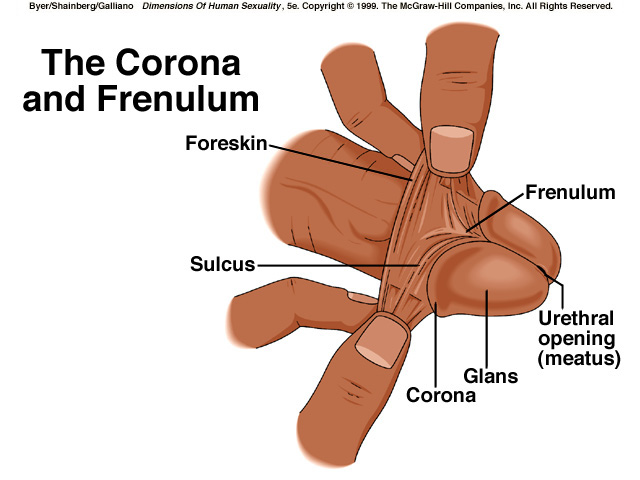 Frenulum penis full size